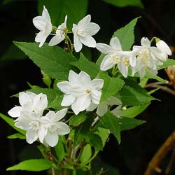 Deutzia gracilis / Deutzia gracilis